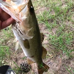 Meet your Posher, Auston